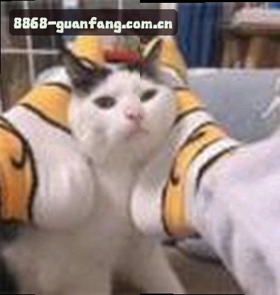 王磊
